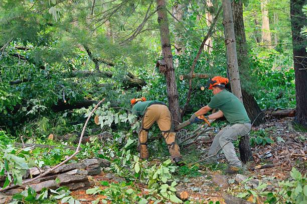 The Steps Involved in Our Tree Care Process in Archer City, TX